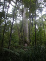 37. D with Unspecified Kauri Tree in Waipoua Forest