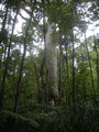 38.  D with Unspecified Kauri Tree in Waipoua Forest