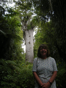 31. M at Te Mahuta Kauri Tree