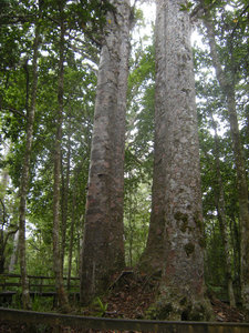 36. The Four Sisters, Waipoua Forest