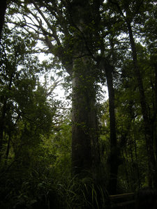 43. Waipoua Forest