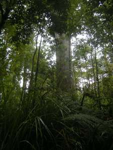 44. Waipoua Forest