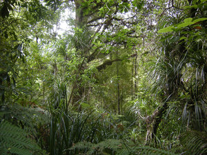 45. Waipoua Forest