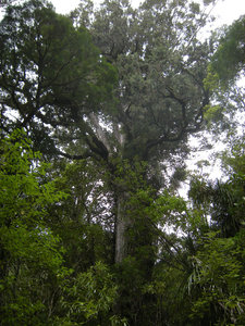46. Waipoua Forest