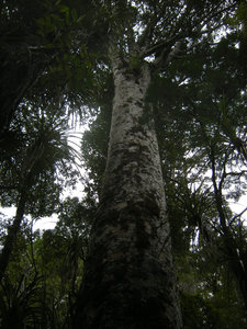 47. Waipoua Forest