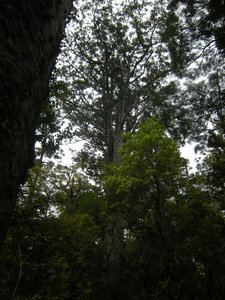 48. Waipoua Forest