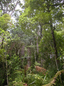 49. Waipoua Forest