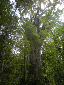50. Waipoua Forest