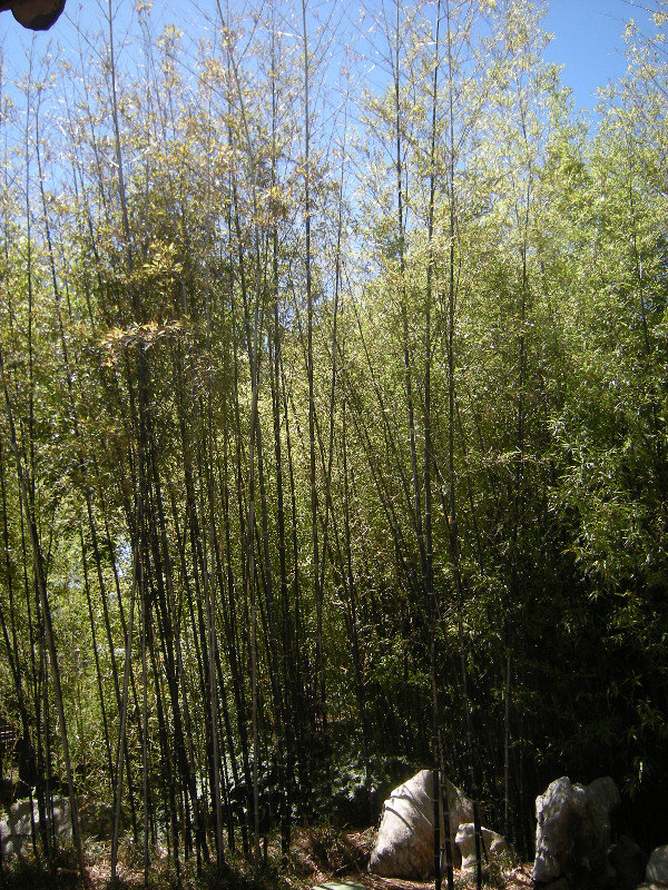 7. Black Bamboo, Chinese Gardens