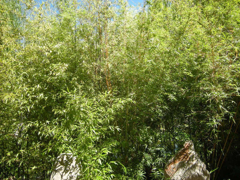 8. Green Bamboo, Chinese Gardens