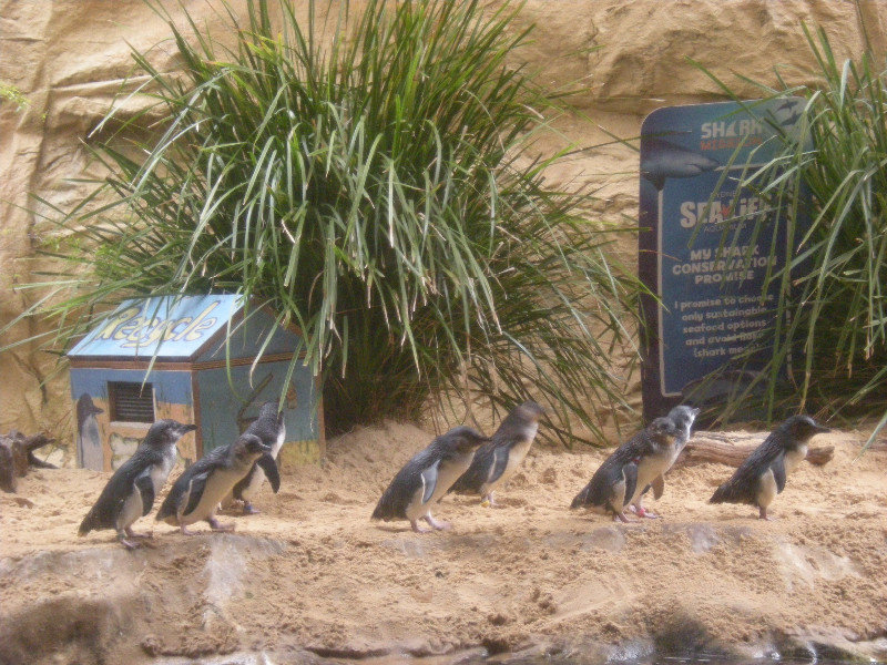 10. Little Penguins, Sydney Aquarium