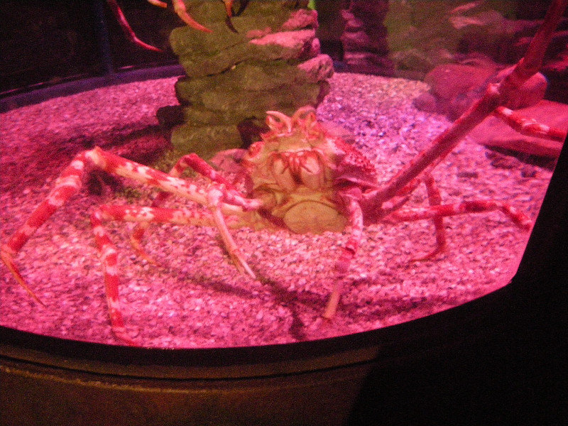 13. Spider Crab, Sydney Aquarium