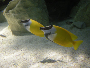 3. Foxface Fish, Sydney Aquarium