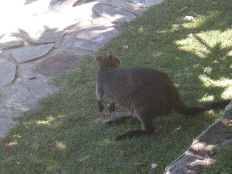 16. Wallaby in Pittwater YHA Grounds