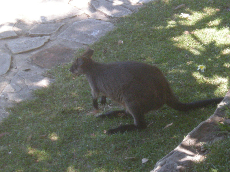 17. Wallaby in Pittwater YHA Grounds