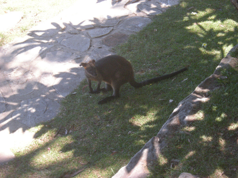 18. Wallaby in Pittwater YHA Grounds