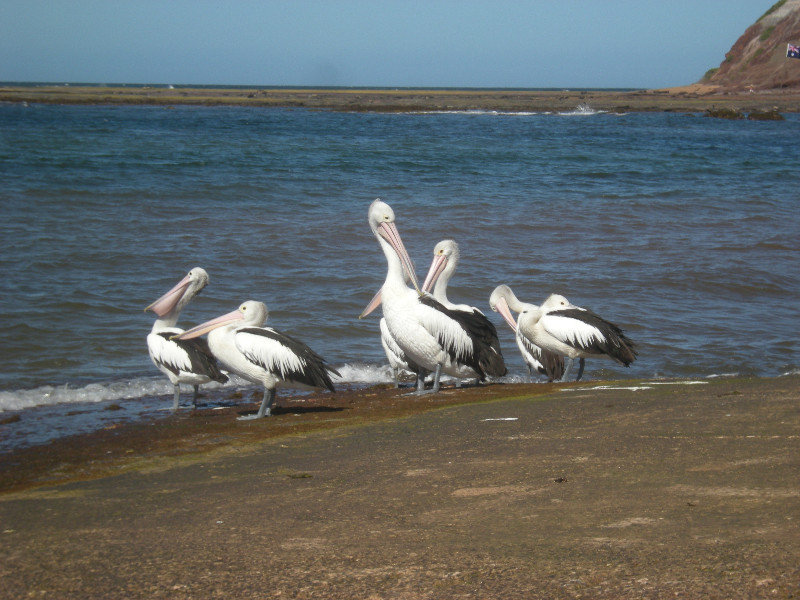 40. Pelicans, Long Reef Aquatic Reserve