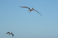 47. Pelicans in Flight, Collaroy