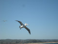 51. Pelicans in Flight