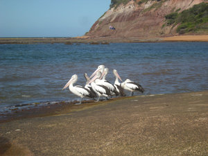 39. Pelicans, Long Reef Aquatic Reserve