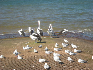 41 Pelicans and Gulls, Long Reef Aquatic Reserve