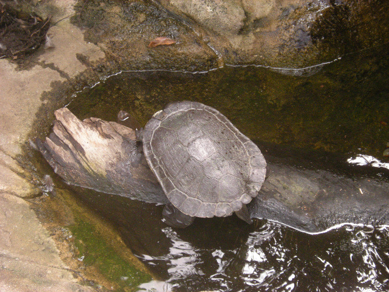7. Kreffts River Turtle