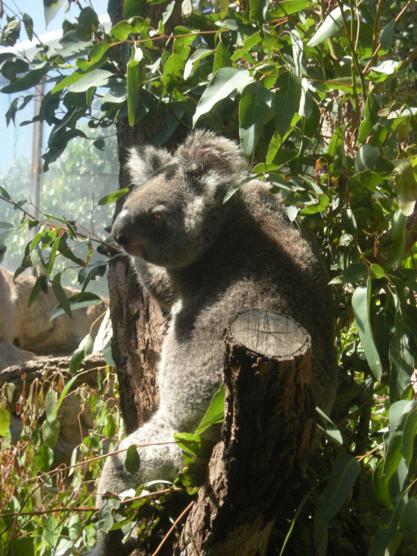 18. Koala Bear