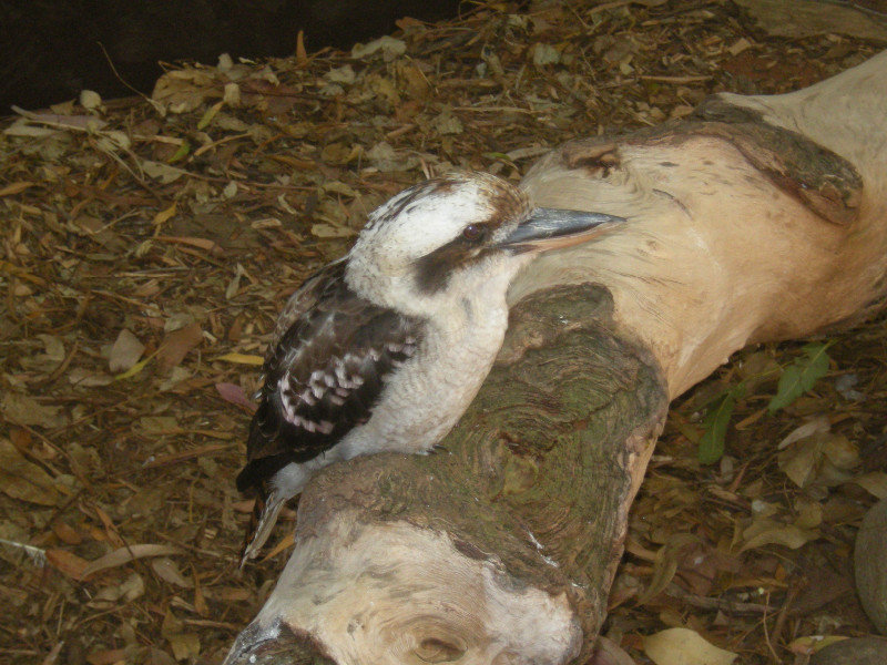 29. Kookaburra