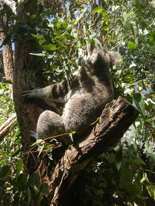 15. Koala Bear