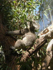 16. Koala Bear