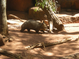 20. Wombat