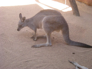 28. An Agile Wallaby