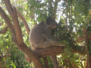 36. Koala Beear