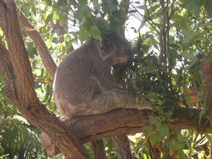 37. Koala Bear