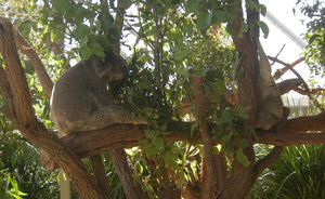 38. Koala Bears