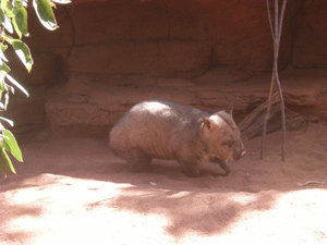 22. Wombat