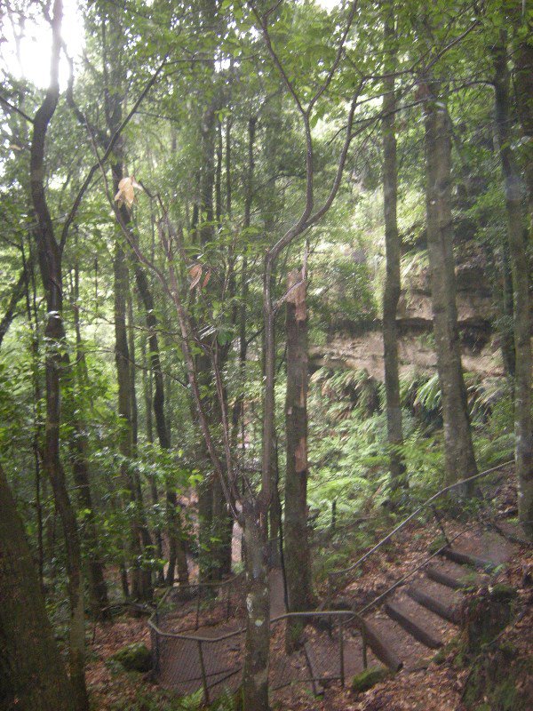 5. Cool Temperate Rainforest, Furber Steps Walk