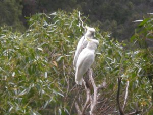 29. Cockatoos at Furber Point Lookout