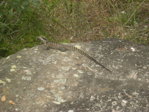 44. Lizard on Manly Scenic Walkway