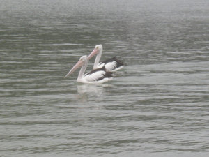 47. Pelicans at Fairlight Beach