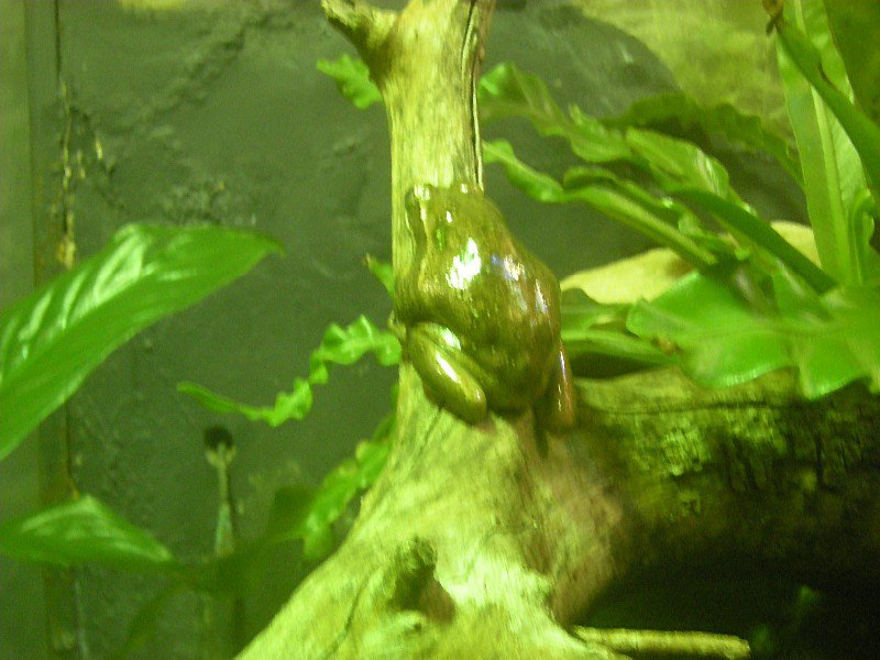 6. Dwarf Tree Frog