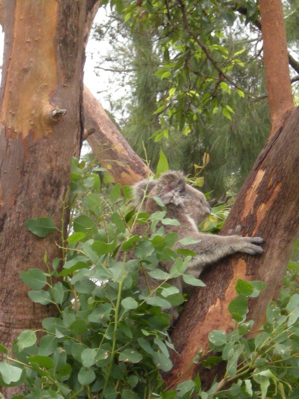 23. Koala