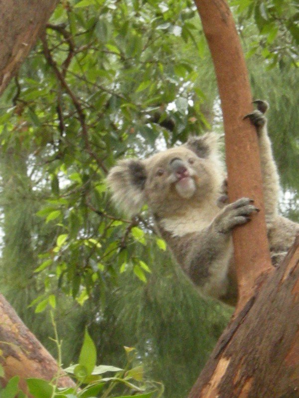 24. Koala