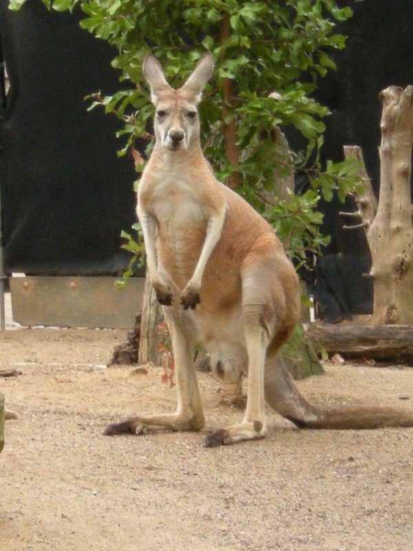 39. Kangaroo