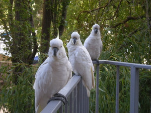 41. Sulphur Crested Cockatoos at the Best Western Hotel in Lorne