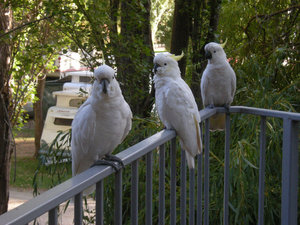 40. Sulphur Crested Cockatoos at the Best Western Hotel in Lorne