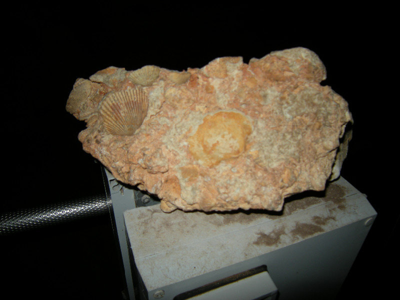 12. Fossils at Naracoorte Caves
