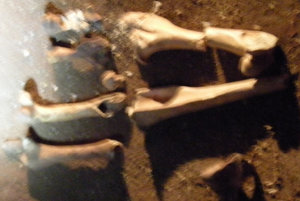 24. Bones Found in Alexandra Cave
