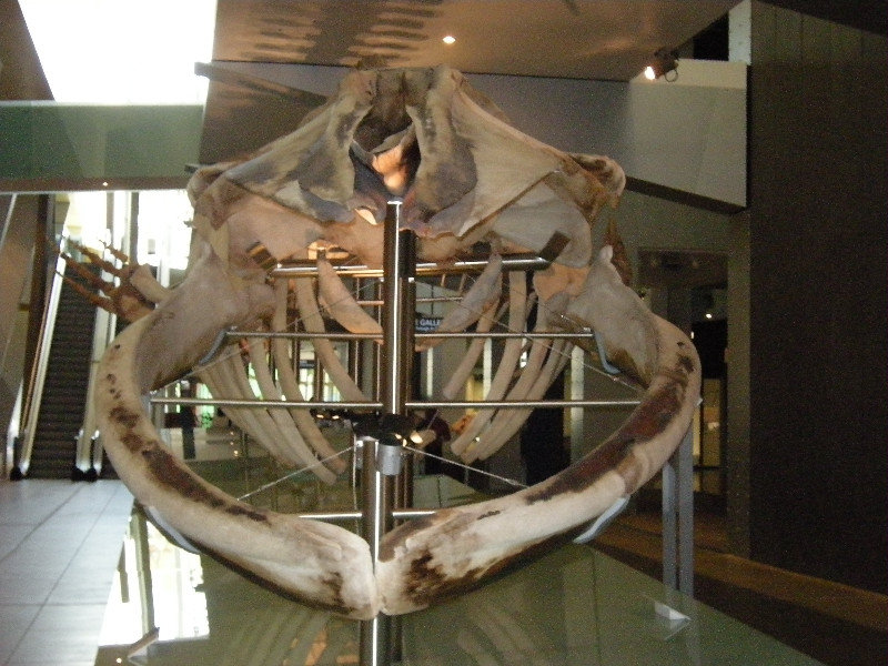14. Pigmy Blue Whale Skeleton