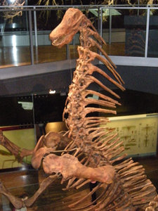 23. Dinosaur Walk, Melbourne Museum